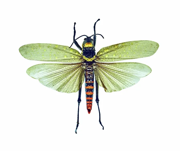 Framed Print : Dragonfly on white Framed Print : Dragonfly on white