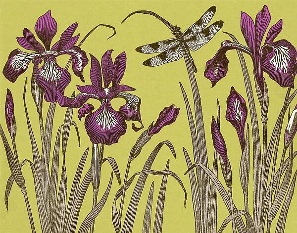 Dragonfly and Iris Flowers