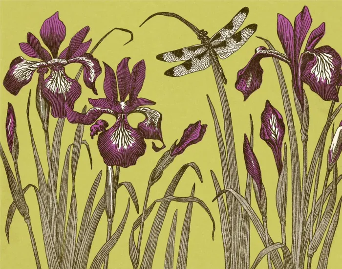 Framed Print : Dragonfly and Iris Flowers Framed Print : Dragonfly and Iris Flowers