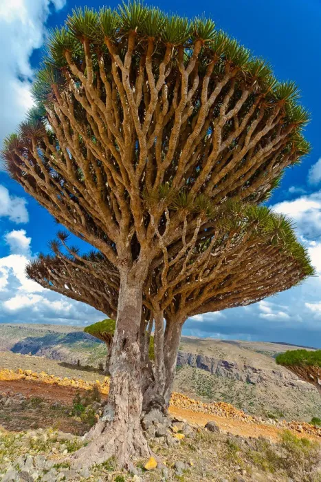 Framed Print : Dragons blood on Dixam Plateau-socotra island