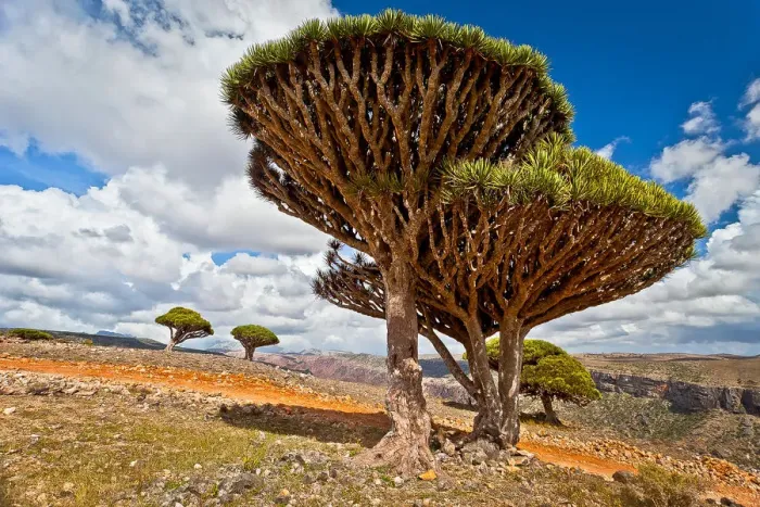 Framed Print : Dragons blood trees on Dixam Plateau Framed Print : Dragons blood trees on Dixam Plateau