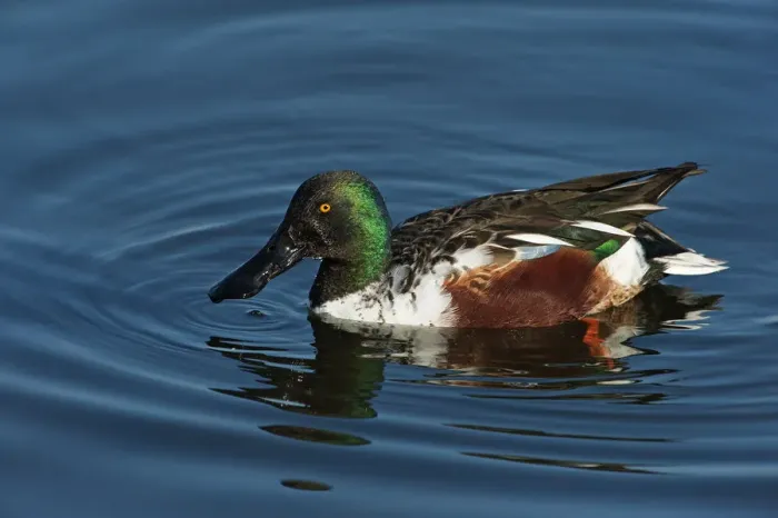 Framed Print : Drake northern shoveler in late autumn
