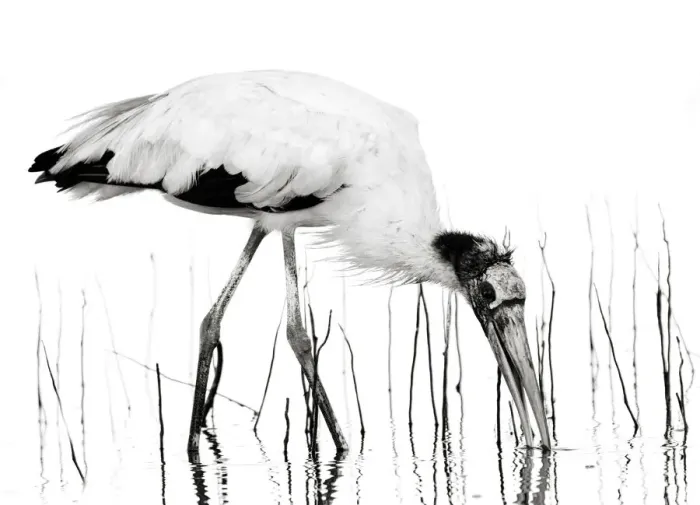Framed Print : Dramatic Black and White Wood Stork and Reeds Framed Print : Dramatic Black and White Wood Stork and Reeds
