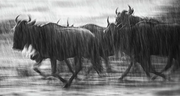 Framed Print : Dramatic Motion Blur of Wildebeest Running in the Rain in the Mara Triangle, Kenya Framed Print : Dramatic Motion Blur of Wildebeest Running in the Rain in the Mara Triangle, Kenya