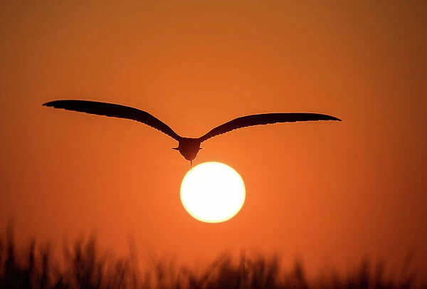 Dramatic silhouette of Black Skimmer at sunset