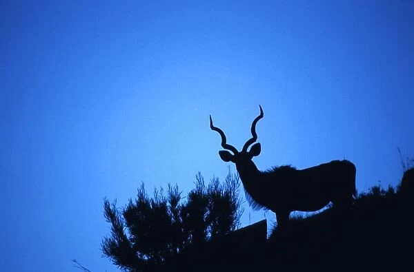 Dramatic Silhouette of a Greater Kudu (Tragelaphus strepsiceros) against a Blue Sky. Mountain Zebra National Park, Eastern Cape Province, South Africa