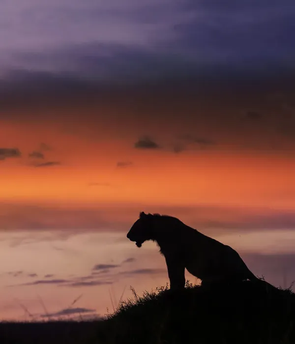 Framed Print : Dramatic Silhouette of a Lion Against Sunset Sky in Maasai Mara, Kenya Framed Print : Dramatic Silhouette of a Lion Against Sunset Sky in Maasai Mara, Kenya
