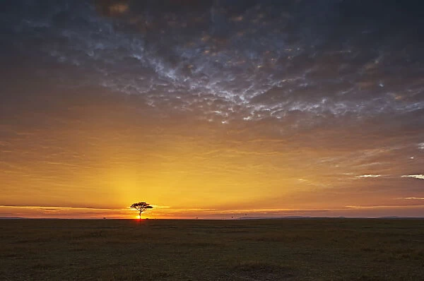 Dramatic sunrise landscape over the Masai Mara National Reserve in Kenya