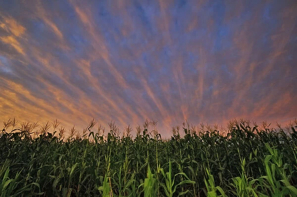 Dramatic Sunset Over Maize (Corn) Fields, Magaliesburg, Gauteng Province, South Africa