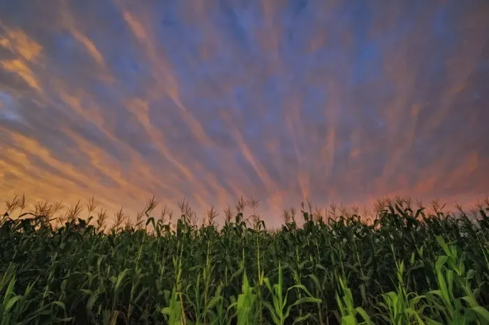 Framed Print : Dramatic Sunset Over Maize (Corn) Fields, Magaliesburg, Gauteng Province, South Africa Framed Print : Dramatic Sunset Over Maize (Corn) Fields, Magaliesburg, Gauteng Province, South Africa