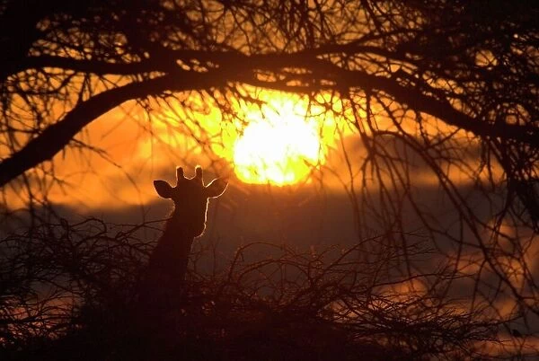 Dramatic Sunset with the Silhouette of a Giraffe. Antelope Park, Gweru, Midlands Province, Zimbabwe, Southern Africa