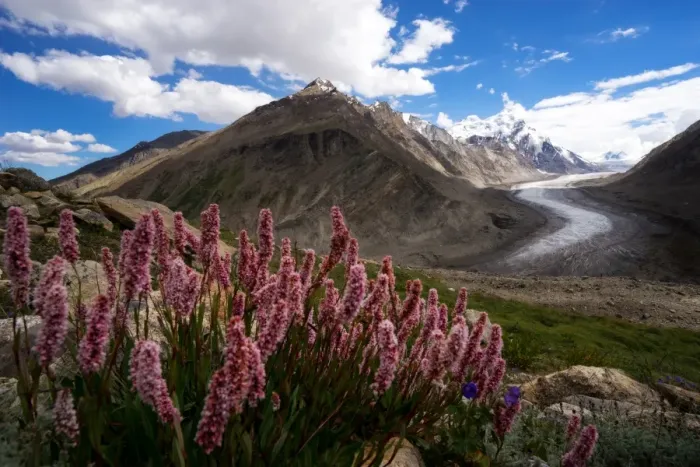 Framed Print : Dran Drung Glacier with the flowers in summer season Framed Print : Dran Drung Glacier with the flowers in summer season