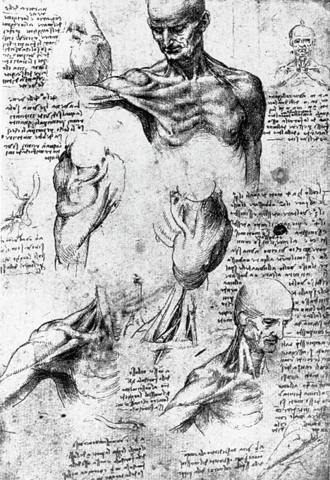 Framed Print : Drawing of anatomical studies by Leonardo da Vinci Framed Print : Drawing of anatomical studies by Leonardo da Vinci