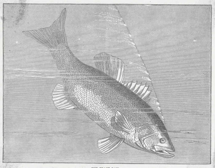 Framed Print : Drawing of Black Bass Framed Print : Drawing of Black Bass