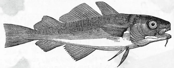 Framed Print : Drawing of Common Cod Framed Print : Drawing of Common Cod