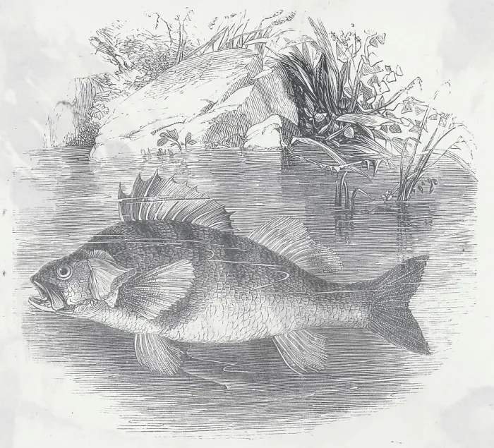 Framed Print : Drawing of a Perch Framed Print : Drawing of a Perch