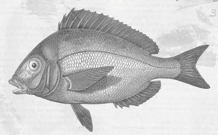 Framed Print : Drawing of Porgy