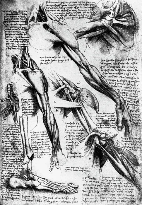Framed Print : Drawing Studies of Arms, Hands, and Feet by Leonardo da Vinci Framed Print : Drawing Studies of Arms, Hands, and Feet by Leonardo da Vinci