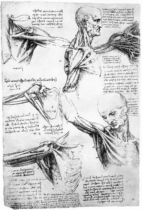 Framed Print : Drawings of Shoulder Anatomy by Leonardo Da Vinci Framed Print : Drawings of Shoulder Anatomy by Leonardo Da Vinci