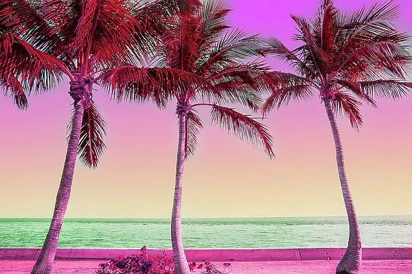 Dreamlike picture of colorful view of the palm trees in Miami