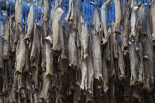 Dried fish, Iceland, Europe