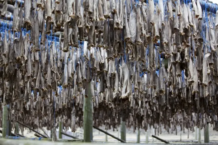 Framed Print : Dried fish, Iceland, Europe Framed Print : Dried fish, Iceland, Europe