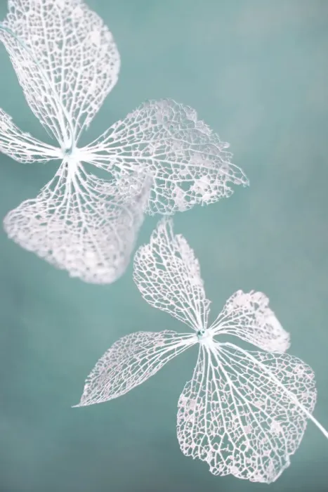 Framed Print : Dried flowers