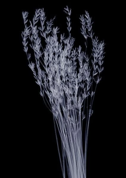 Dried lavender (Lavandula sp. ), X-ray