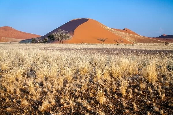 Dried plants around Dune 45 Namib Desert