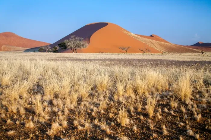 Framed Print : Dried plants around Dune 45 Namib Desert Framed Print : Dried plants around Dune 45 Namib Desert