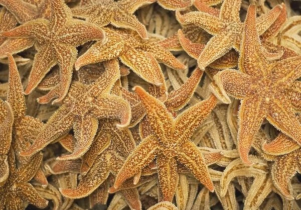 Dried starfish on a street market in Hong Kong, China