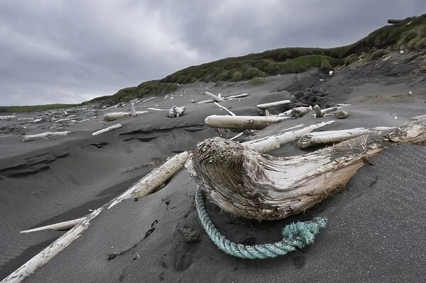 Driftwood on the beach, hike on the Fuglabjagarnes peninsula, northeastern coast, Vopnafjoerour, Iceland, Europe