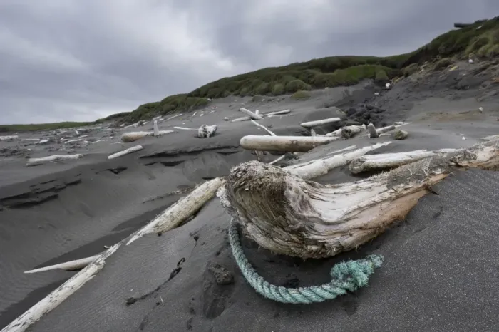 Framed Print : Driftwood on the beach, hike on the Fuglabjagarnes peninsula, northeastern coast, Vopnafjoerour, Iceland, Europe Framed Print : Driftwood on the beach, hike on the Fuglabjagarnes peninsula, northeastern coast, Vopnafjoerour, Iceland, Europe