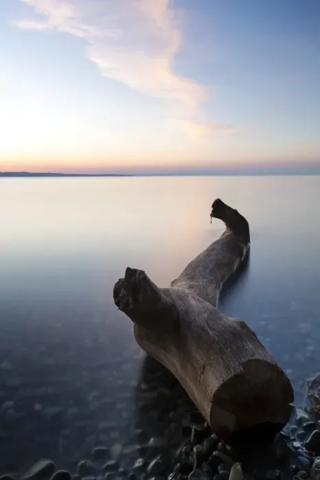 Framed Print : Driftwood on the shore of Lake Constance, morning mood, Lake Constance, Konstanz, Baden-Wurttemberg, Germany