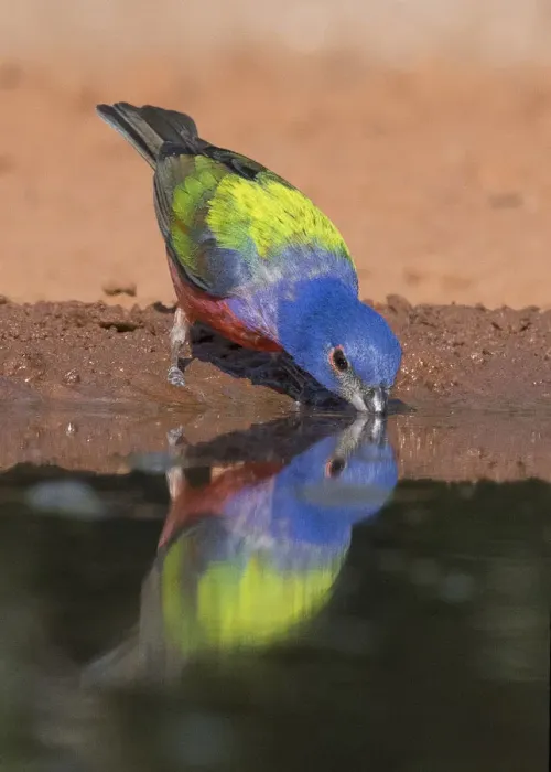 Framed Print : Drinking Painted Bunting Framed Print : Drinking Painted Bunting