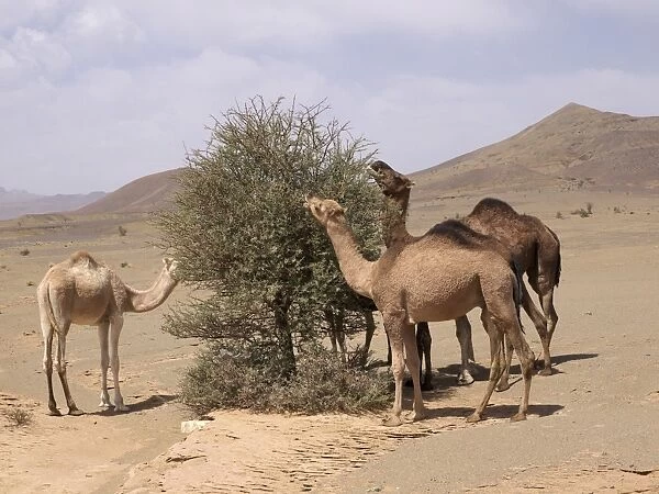 Three Dromedaries or Arabian Camels -Camelus dromedarius-, grazing in the rocky desert of the Draa Valley, near Agdz, Morocco, North Africa, Africa