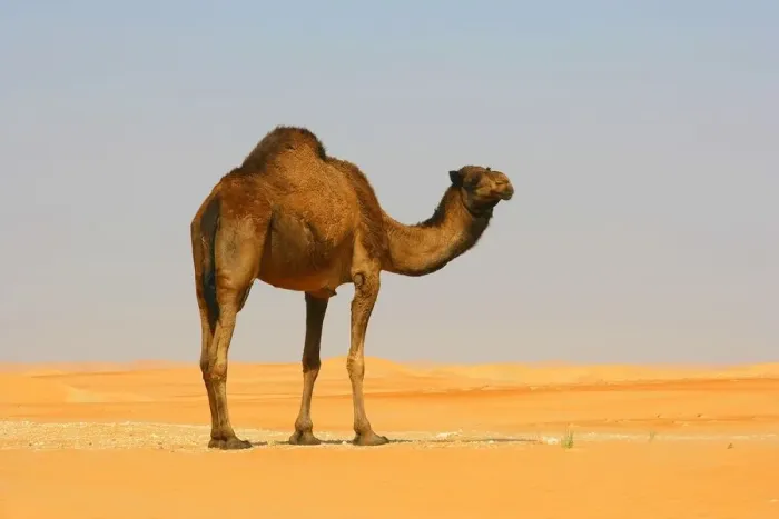 Framed Print : A Dromedary Arabian Camel (Camelus dromedarius) Standing in the Desert Framed Print : A Dromedary Arabian Camel (Camelus dromedarius) Standing in the Desert