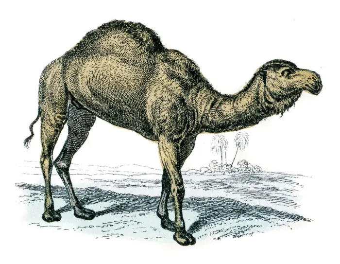 Framed Print : Dromedary camel engraving 1872 Framed Print : Dromedary camel engraving 1872