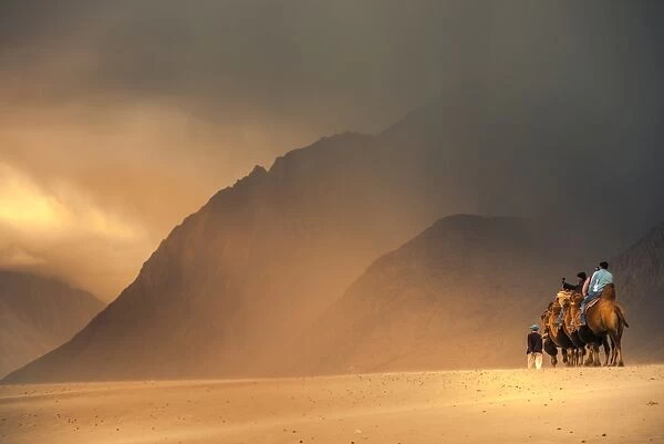 Dromedary Camels (camelus dromedaris) in desert