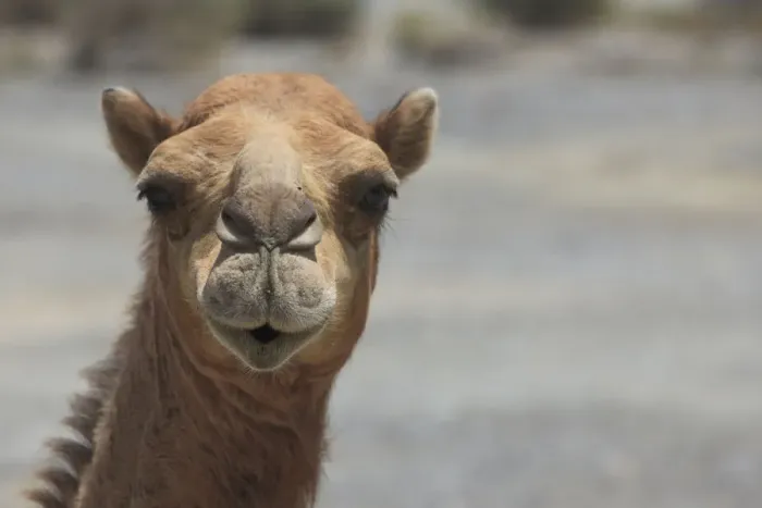 Framed Print : Dromedary -Camelus dromedarius-, living in the wild, portrait, Quirat, Masqat, Oman Framed Print : Dromedary -Camelus dromedarius-, living in the wild, portrait, Quirat, Masqat, Oman