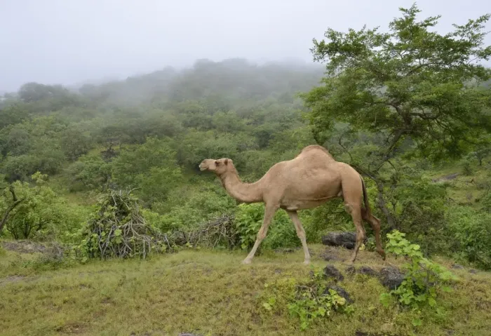 Framed Print : Dromedary -Camelus dromedarius- crossing the green mountains during monsoon season, or Khareef season, Wadi Derbat, near Salalah, Dhofar Region, Oman Framed Print : Dromedary -Camelus dromedarius- crossing the green mountains during monsoon season, or Khareef season, Wadi Derbat, near Salalah, Dhofar Region, Oman