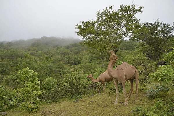 Dromedary -Camelus dromedarius- feeding from a tree during the monsoon season, or Khareef season, in the green mountains, Wadi Derbat, near Salalah, Dhofar Region, Oman