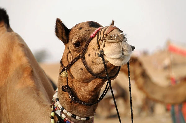 Dromedary -Camelus dromedarius-, riding camel, in the Thar Desert, near Jaisalmer, Rajasthan, India