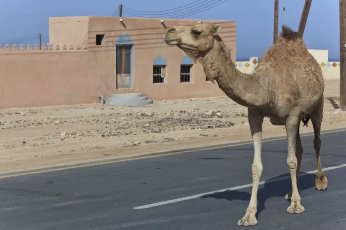 Framed Print : Dromedary -Camelus dromedarius- on a road, Quirat, Masqat, Oman Framed Print : Dromedary -Camelus dromedarius- on a road, Quirat, Masqat, Oman