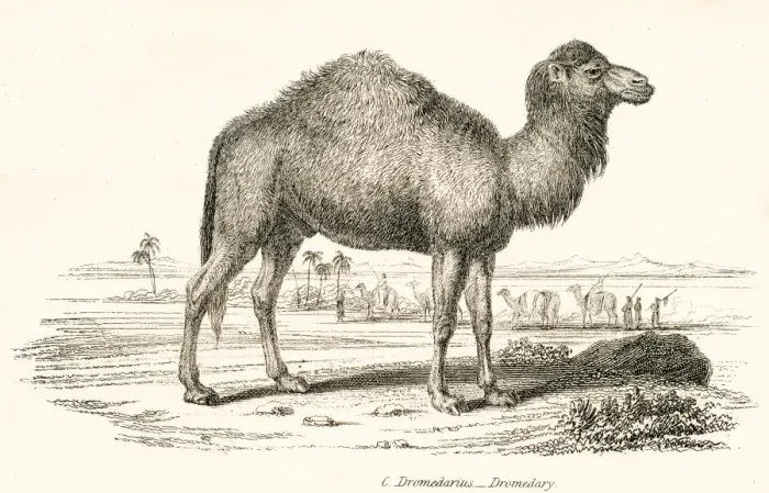 Framed Print : Dromedary engraving 1803 Framed Print : Dromedary engraving 1803