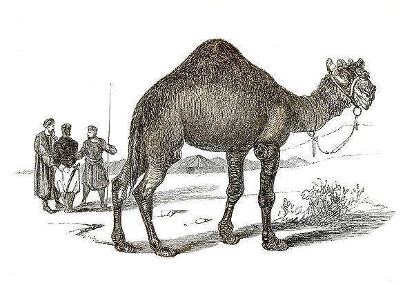 Dromedary engraving 1851