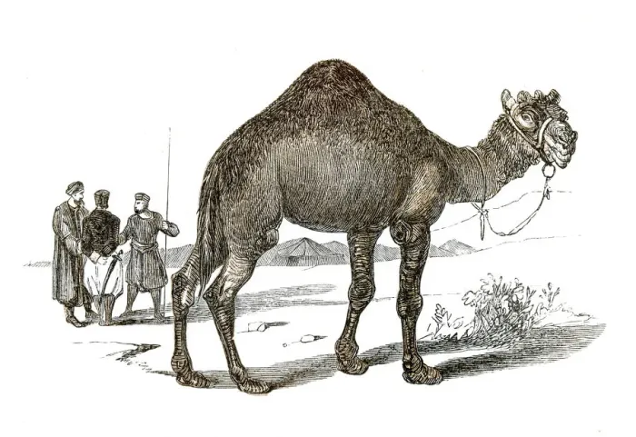 Framed Print : Dromedary engraving 1851