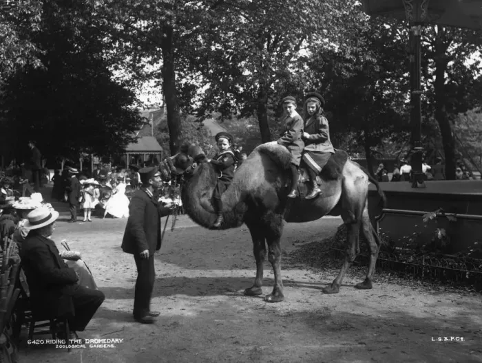 Framed Print : Dromedary Ride Framed Print : Dromedary Ride