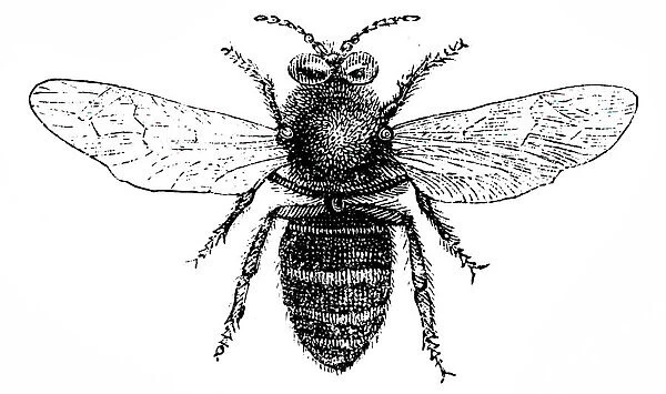 Drone bee. Illustration of a Drone bee