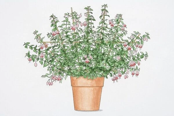 Drooping pink flowers of Fuchsia in a pot, shoots spread out and tied in to framework of canes